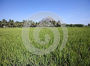 India. Beautiful landscape - field with green grass, a row of palm trees and a mountain on the horizon