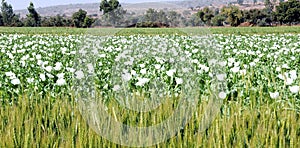 India, Bijaipur: Opium poppy field photo