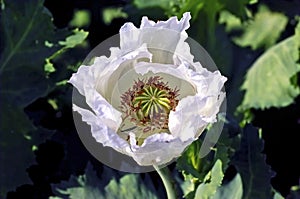 India, Bijaipur: Opium poppy field photo