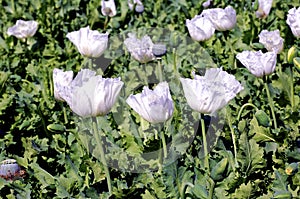 India, Bijaipur: Opium poppy field photo