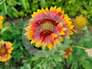 India blanket flower