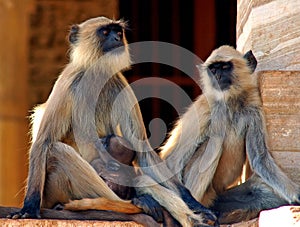 India, Chittorgarh: monkeys photo