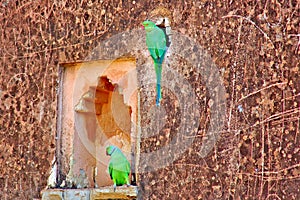 India, Chittorgarh: parakeets photo