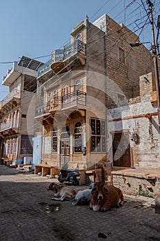 India, cows resting in the shade on a street in Jaisalmer.