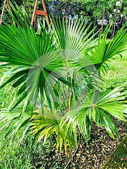 India croton plant  name codiaeum.