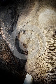 India elephant head.largest and stongest wildlife animal looking at camera.Adult elephant head closed up detail of skin texture