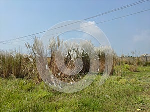 India Falta Kans grass or Saccharum spontaneum local name Kash flower this white flower gives indication that the biggest festival photo