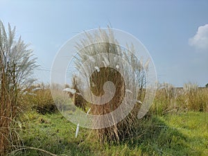 India Falta Kans grass or Saccharum spontaneum local name Kash flower this white flower gives indication that the biggest festival photo