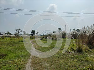 India Falta Kans grass or Saccharum spontaneum local name Kash flower this white flower gives indication that the biggest festival photo