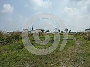 India Falta Kans grass or Saccharum spontaneum local name Kash flower this white flower gives indication that the biggest festival photo