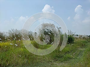 India Falta Kans grass or Saccharum spontaneum local name Kash flower this white flower gives indication that the biggest festival photo