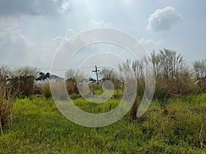 India Falta Kans grass or Saccharum spontaneum local name Kash flower this white flower gives indication that the biggest festival photo