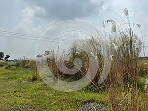 India Falta Kans grass or Saccharum spontaneum local name Kash flower this white flower gives indication that the biggest festival photo