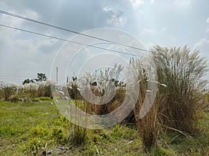 Césped o nombre flor Éste blanco flor da indicaciones el mas grande 