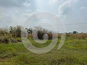 Césped o nombre flor Éste blanco flor da indicaciones el mas grande 