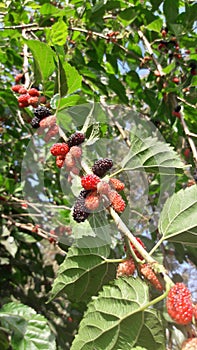 India Fruit Tree Photo of India photo