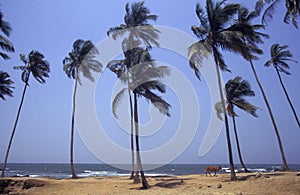 INDIA GOA LANDSCAPE BEACH