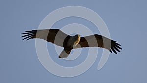 The hawk in the sky photo