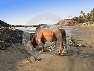 India. Goa. Sacred cow on a beach