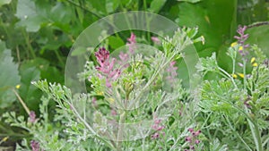 India haryana fog green grass photo 10mm wide