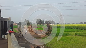 India Haryana former house field in green grass field in high voltage Tower