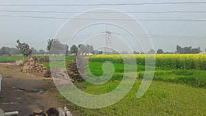 India Haryana former house field in green grass field in high voltage Tower