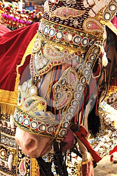 India Jaipur decorated horse for a wedding