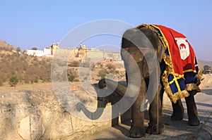 India, Jaipur: an elephant