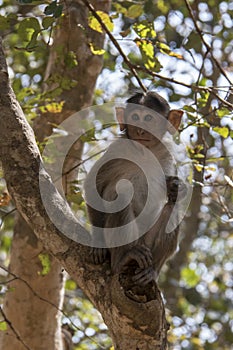 India. Karnataka. Tiger and lion safari