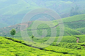 India, Kerala, tea plantation