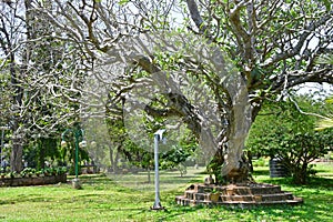 India, Kerala, Trivandrum city  Thiruvananthapuram. A very old tree lat. Apocynaceae in the city garden