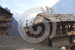 1977. India. A large family enjoys the late afternoon sun. Malana.