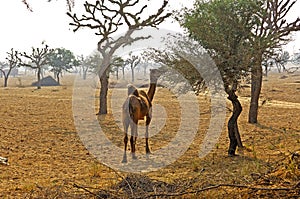 India, Mandawa: typical landscape