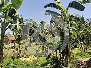 India  my  village  most beautiful banana Garden