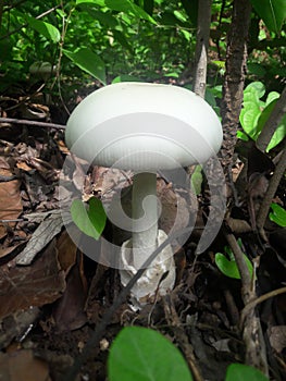 India, Odisha forest white  MUSHROOMS