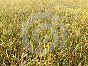 India, Odisha Rice dhaan paddy farming .