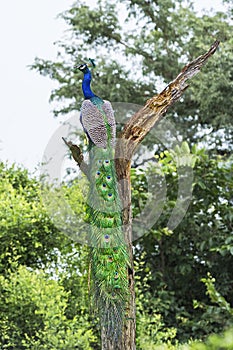 India peafowl: Pavo cristatus