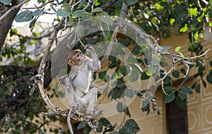 India, Rajasthan, Jaipur, indian monkeys