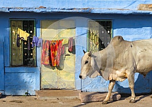 India Rajasthan Jodhpur