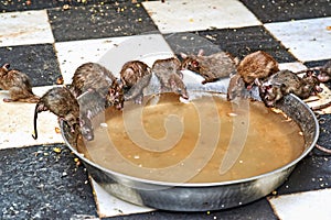 India Rajasthan. Shree Karni Mataj Temple, The temple of thousands rats in Deshnok