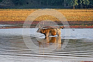 India, Ranthambore: Deers photo