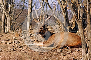 India, Ranthambore: Deers photo