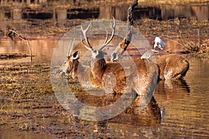 India, Ranthambore: Deers photo