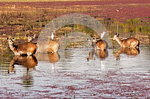 India, Ranthambore: Deers photo