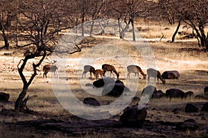 India, Ranthambore: Deers photo