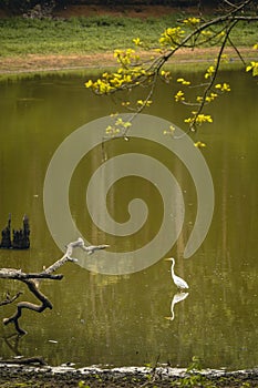 India`s bird Egret in all its beauty at Nagarahole national park/forest.