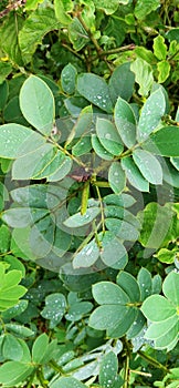 India`s green rain water photo