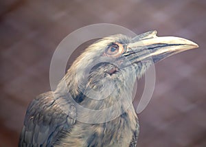 India\'s Sky Dancer - Indian Grey Hornbill (Ocyceros birostris)