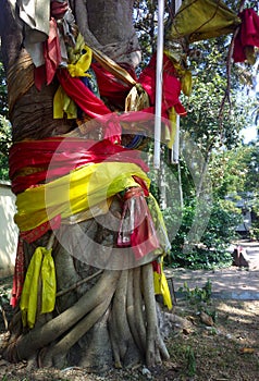 In India sacred Bodhi Pipal tree