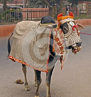 India - sacred cow